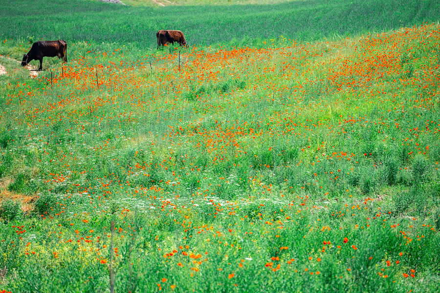 Маковые поля по дороге с гор Бабаш-Ата, Киргизия