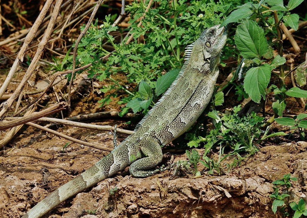 Female Green Iguana Enjoying Some Greens (Iguana iguana)