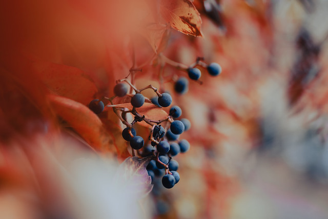 Autumn Grapes on Vine
