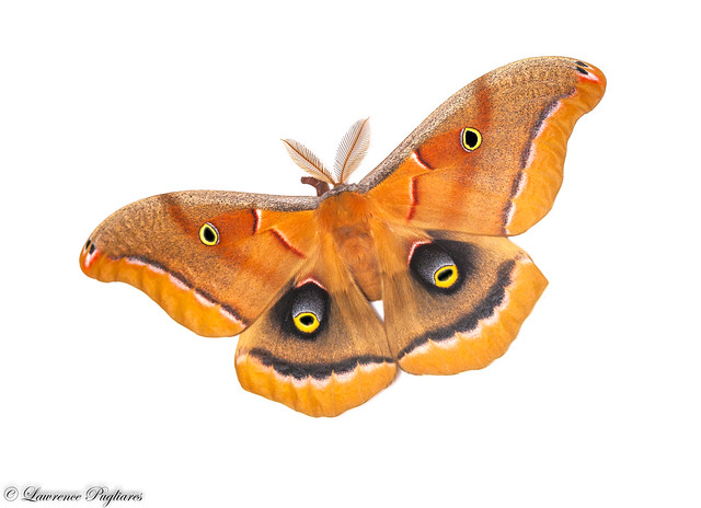 Polyphemus moth - Pocono Mountains, Pennsylvania