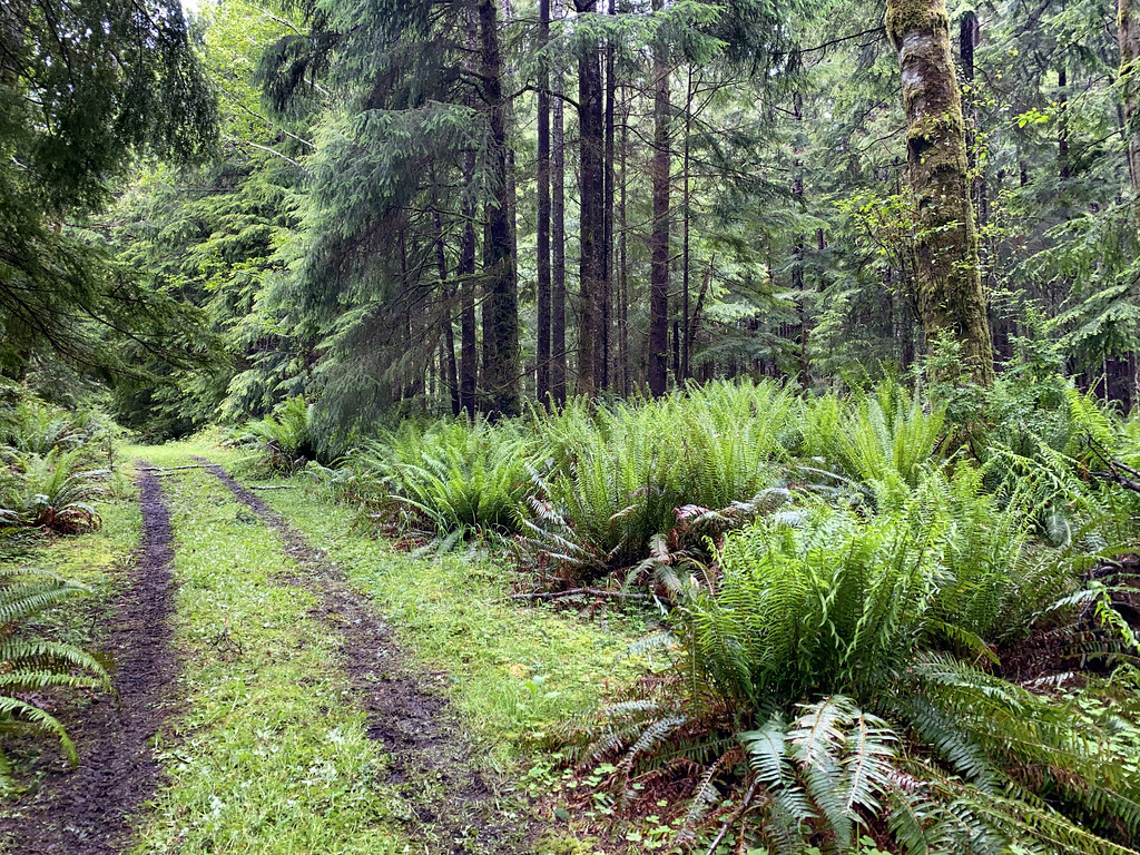 On the Trail of the Ancient Cedars