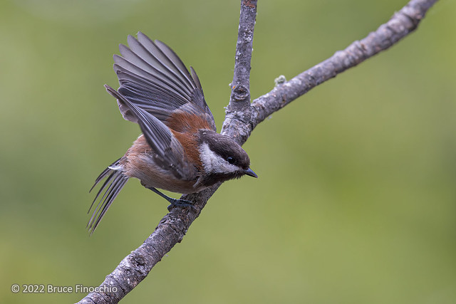 With Wings Back, A Chestnut-backed Chickadee Prepares To Launch Into Flight