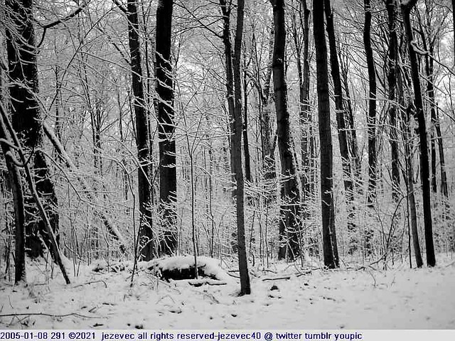 2005-01-08 291 Winter in Indiana - Southeastway Park [black & white]