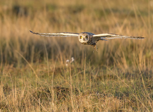 Short Eared Owl  North Uist Outer Hebrides Scotland June 2022