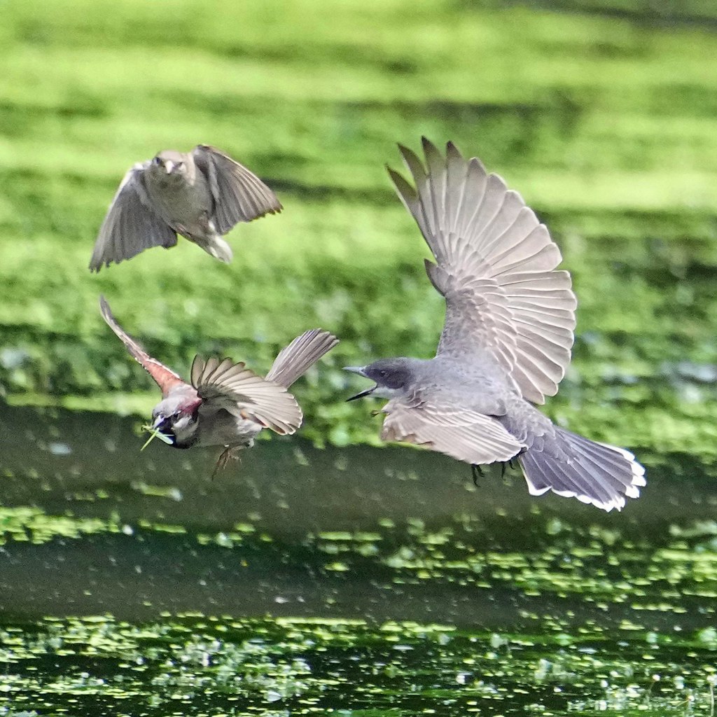 Hunger games ! Kingbird vs Sparrow competing to capture Damselflies.