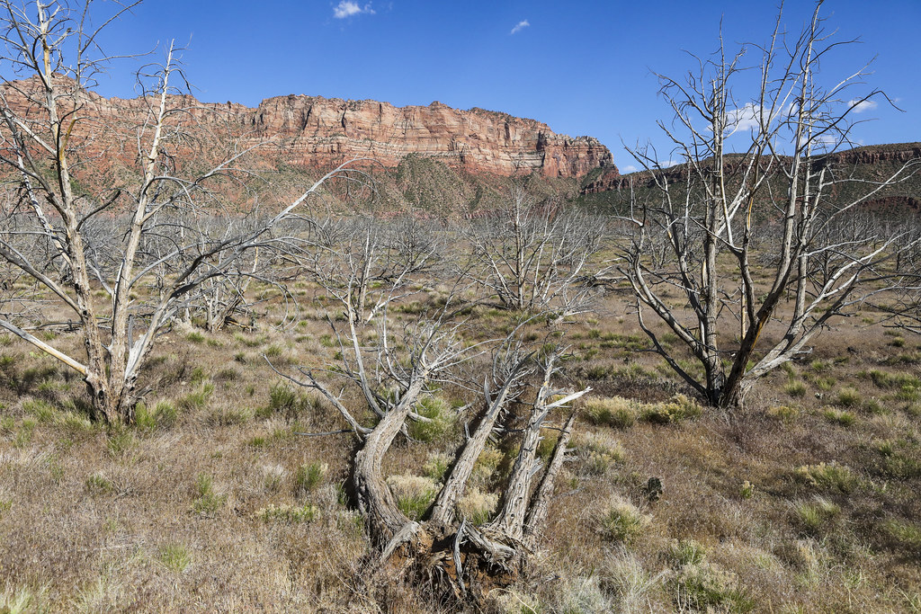 MAY 18 Burn scar outside Zion National Park | VIRGIN, UTAH -… | Flickr