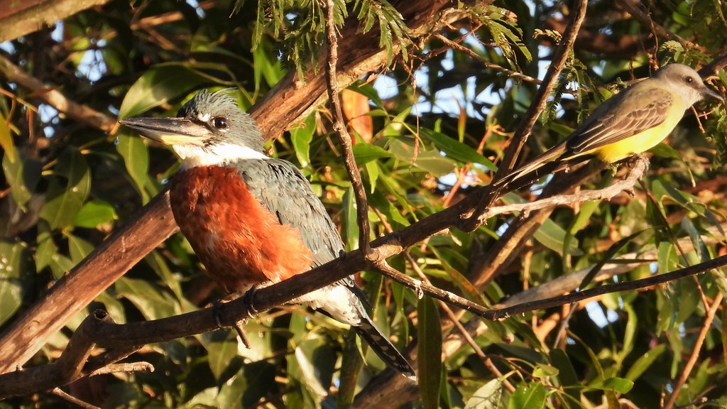 Martim-pescador - Ringed Kingfisher