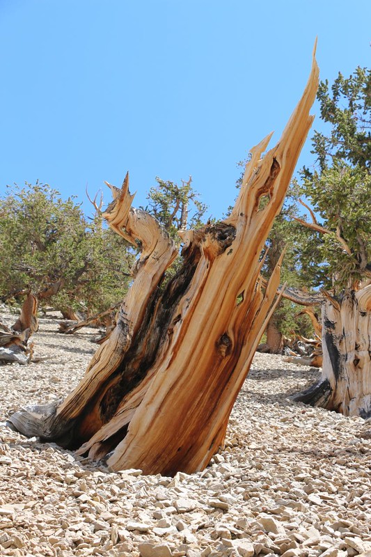 Dead yet standing Ancient Bristlecone Pine Trunk on the Methuselah Trail