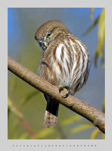 - CABURE ... ( Glaucidium brasilianum - Ferruginous pygmy owl ) toma en Reserva Costanera Sur.RECS.Argentina -Buenos Aires .