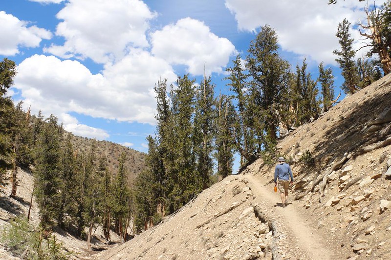 The Methuselah Trail is considered Moderate as it goes up and down less than 1000 feet