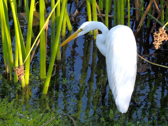 Great Egret ~ Bolsa Chica