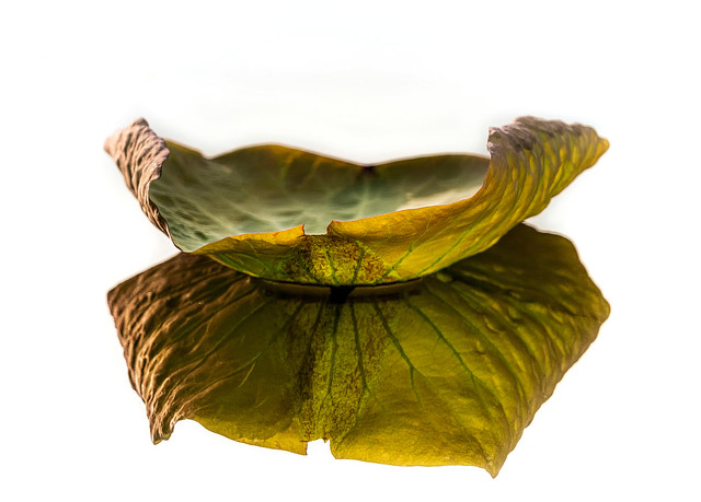 Lotus Leaf - Reflection and Beauty