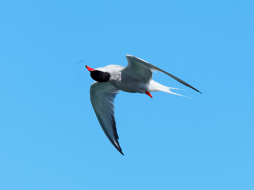 sterne pierregarin, Common Tern