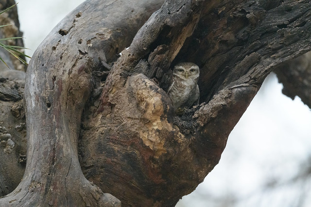 Spotted Owlet , India