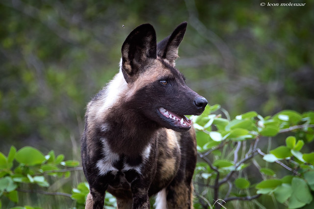 African Wild Dog (Painted Dog)