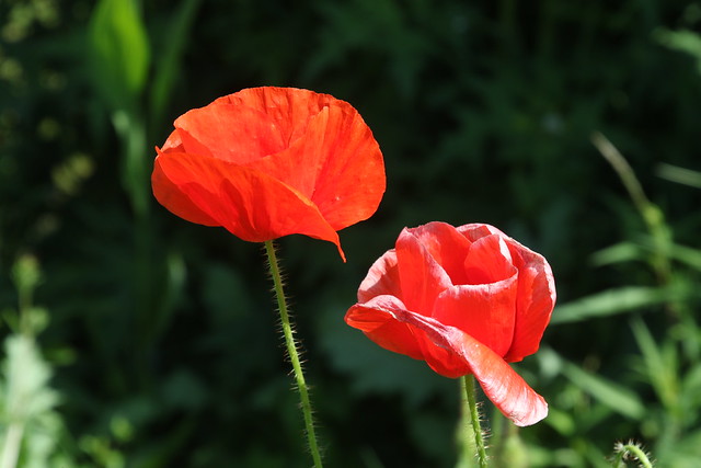 Red Poppies in our Garden, Hillview, UK.