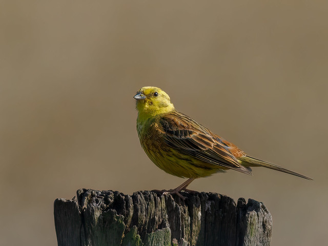 Yellowhammer - Goldammer