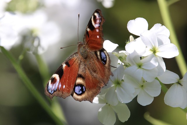June 2022 photography competition - Butterflies and Moths
