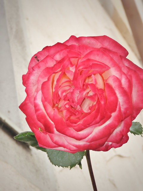 Hohe rosarote Rose an der Hauswand in Mühringen