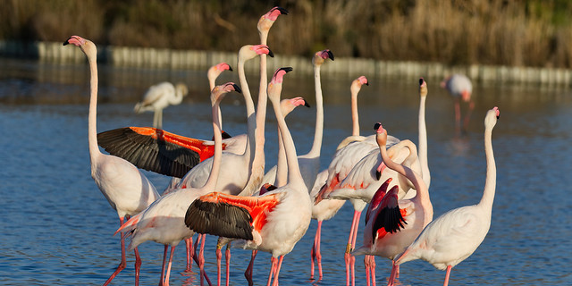 Flamingo mating dance wing display