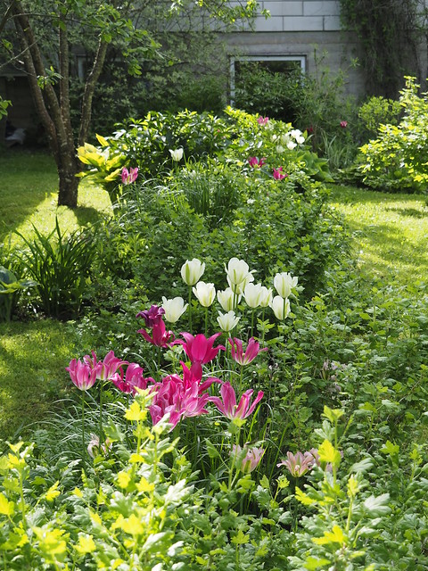 Tulipa Viridaflora Group