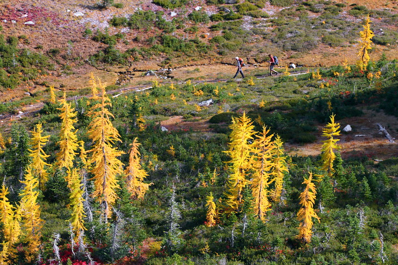 IMG_3355 Fall Color of Subalpine Larch