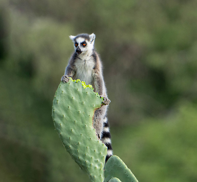 Ring Tail Lemur and the Delicious Prickly Pear Cactus