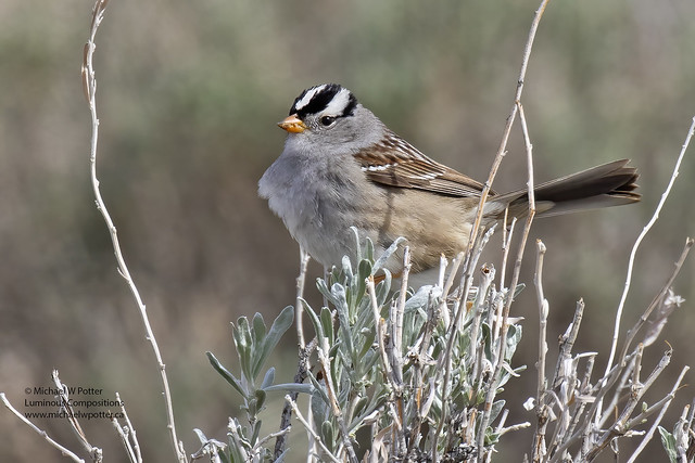 White-crowned Sparrow in Sagebrush