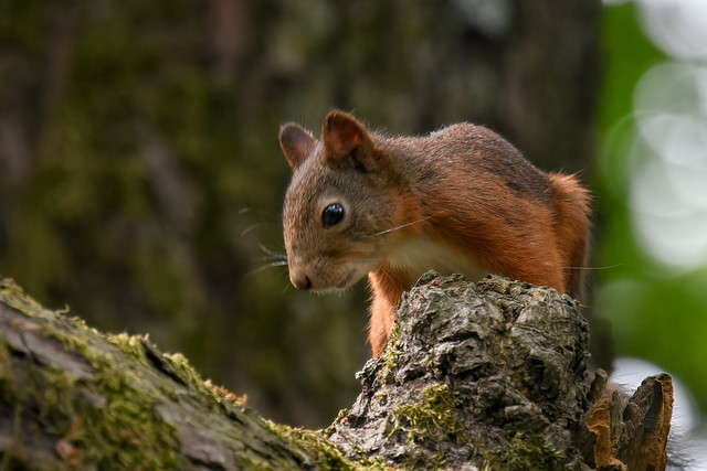 Eurasian Red Squirrel (Sciurus vulgaris) - juvenile