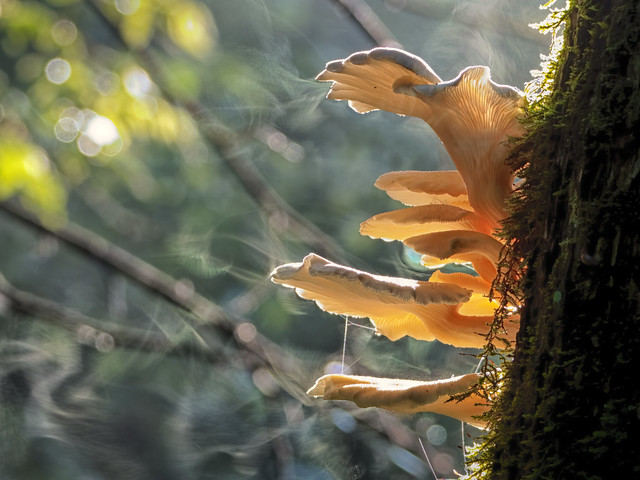 Sporing Oyster Mushrooms
