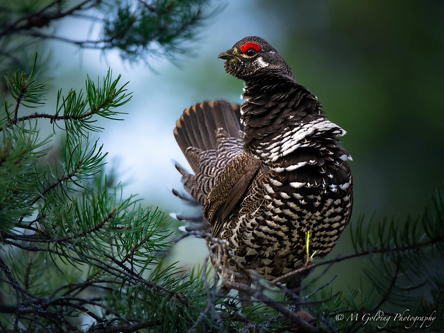 Spruce Grouse [Male]