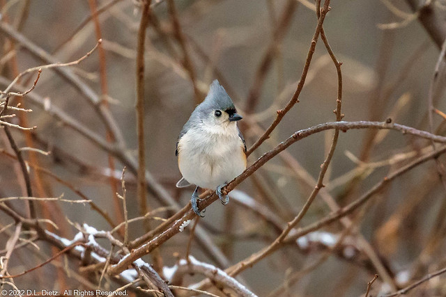 Tufted Titmouse #3 - 2021-12-19