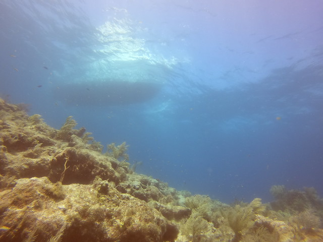 17 JUNE 2022 AM Dive Key Largo