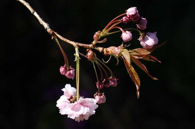 Spring Garden - Cherry Blossom