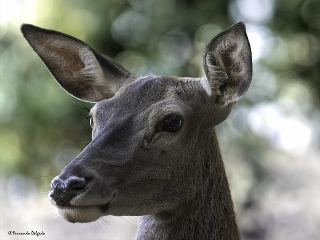 Veado (Cervus elaphus) | Deer