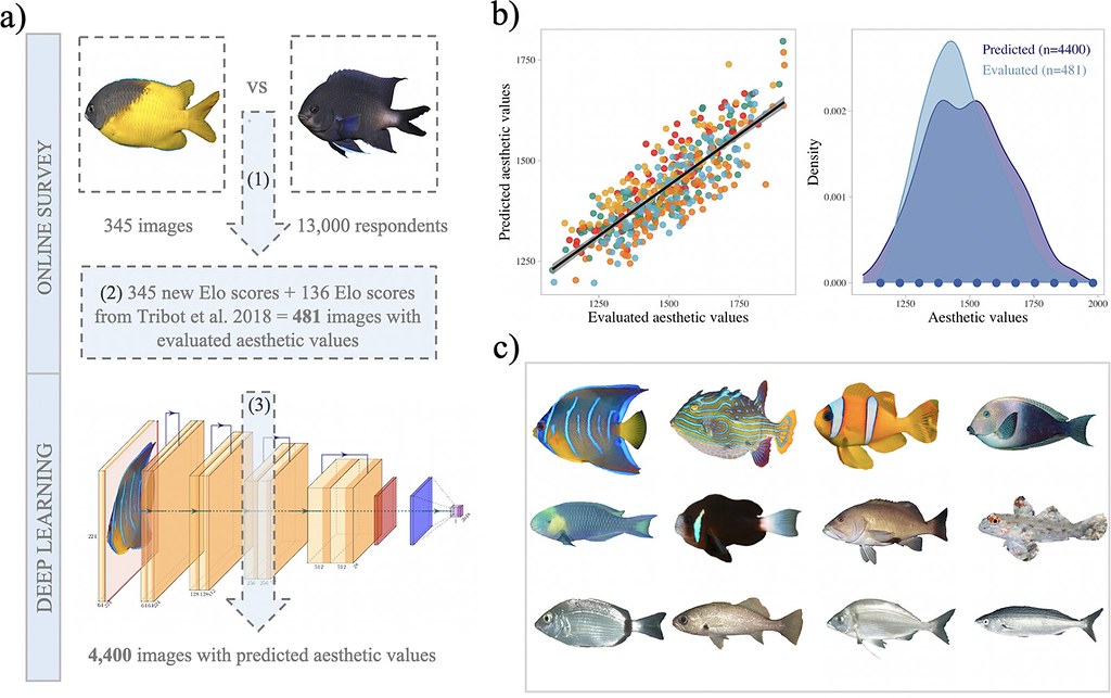 研究人員結合機器學習和民眾問卷調查來判定每條魚的「美感分數」。右下 (c) 區魚種，美感分數由左至右、上至下減少。圖片來源：Langlois et al.（CC BY 4.0）