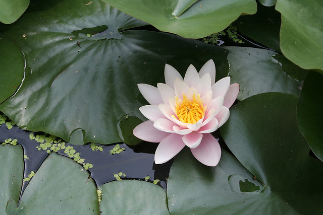 Water Lily | Seerose