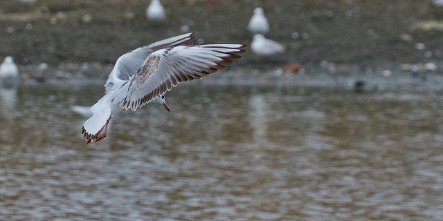 Gull landing wings spread