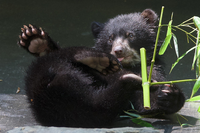 Playful Andean bear cub