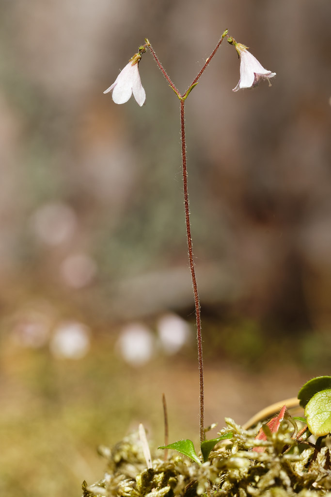 Moosglöckchen oder Erdglöckchen (Linnaea borealis) Öland Schweden