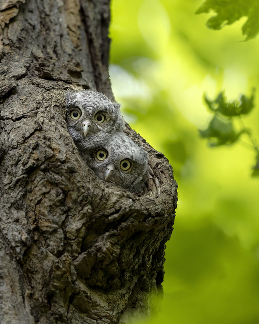 Eastern Screech Owlets get curious, Ontario