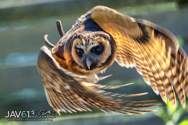 Brown wood owl (Strix leptogrammica)-0403