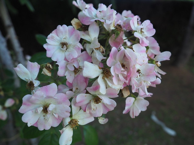 Rosa 'Apple Blossom'_Híbrid de Rosa multiflora_P6100033