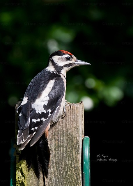 Beautiful Juvenile Great Spotted Woodpecker