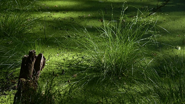 In einem Sumpf bei Haby - Winkel-Segge (Carex remota) (39)
