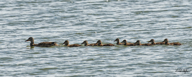 Mallar Hen With Her Ducklings On Cherry Creek Reservoir