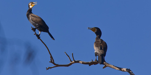 Great Cormorants having a discussion
