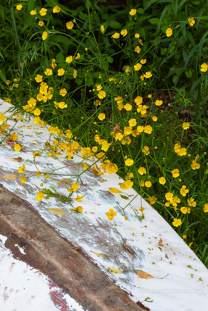 Old Dinghy Detail with Buttercups