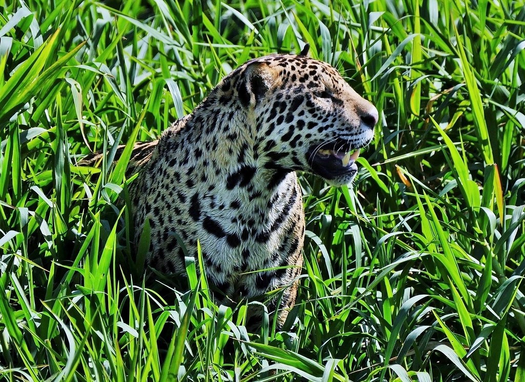 Marley A Male Jaguar At The River's Edge ( Panthera onca)