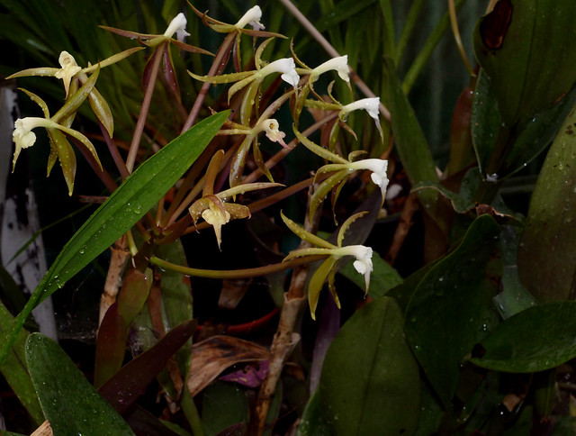 Epidendrum lacustre species orchid